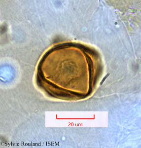 Casuarina equisetifolia - lame n° 1476
