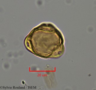 Casuarina equisetifolia - lame n° 2232
