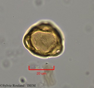Casuarina equisetifolia - lame n° 2232