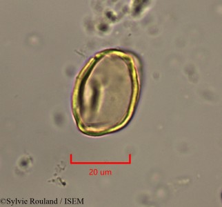 Casuarina equisetifolia - lame n° 2232