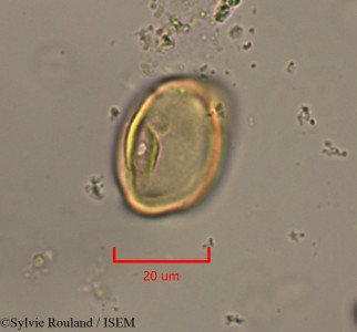 Casuarina equisetifolia - lame n° 2232