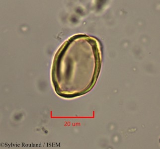 Casuarina equisetifolia - lame n° 2232