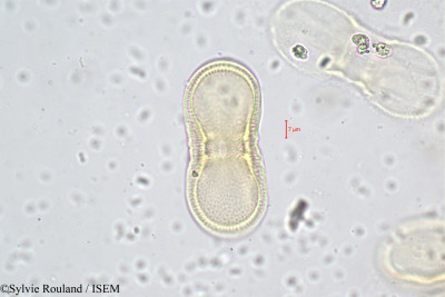 Sylvie.Rouland/Caucalis_daucoides_414/Caucalis_daucoides_414_0001(copy)_thumb.jpg