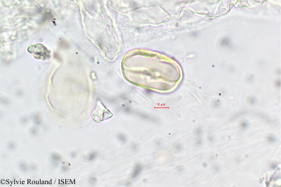 Sylvie.Rouland/Caucalis_microcarpa_142/Caucalis_microcarpa_142_0001(copy)_thumb.jpg