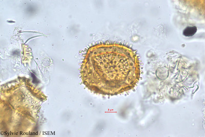 Cayaponia africana - lame n° 147