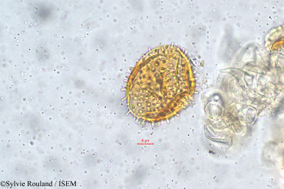 Cayaponia africana - lame n° 147