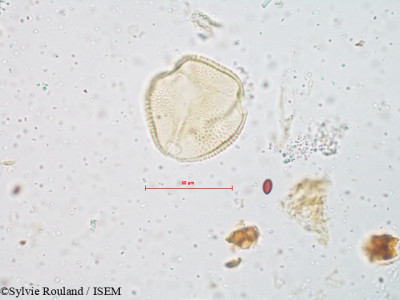 Cayratia pedata - lame n° 4912