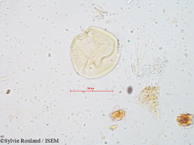 Cayratia pedata - lame n° 4912