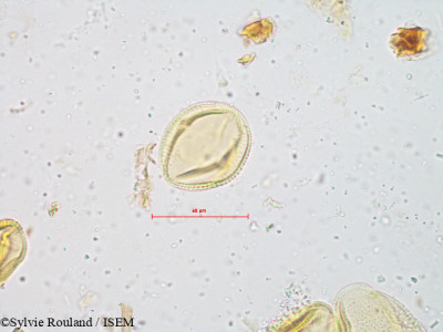 Cayratia pedata - lame n° 4912