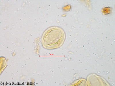 Cayratia pedata - lame n° 4912