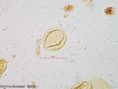 Cayratia pedata - lame n° 4912