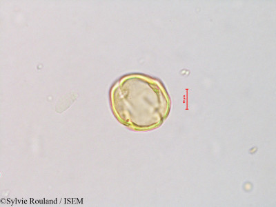 Sylvie.Rouland/Cedrela_fissitis_4212/Cedrela_fissitis_4212_0001(copy)_thumb.jpg