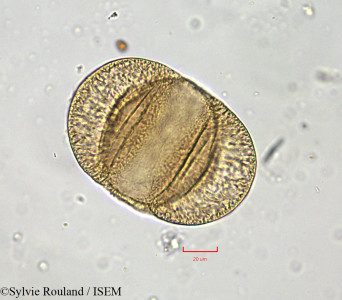 Sylvie.Rouland/Cedrus_brevifolia_2256/Cedrus_brevifolia_2256_0001(copy)_thumb.jpg