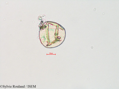 Sylvie.Rouland/Celtis_mississippiensis_4802/Celtis_mississippiensis_4802_0001(copy)_thumb.jpg