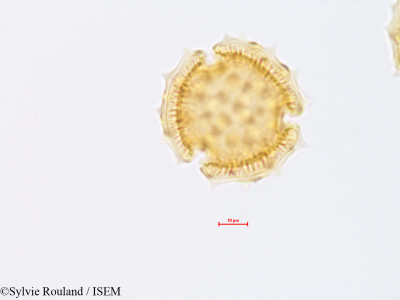 Sylvie.Rouland/Centaurea_americana_4320/Centaurea_americana_4320_0001(copy)_thumb.jpg