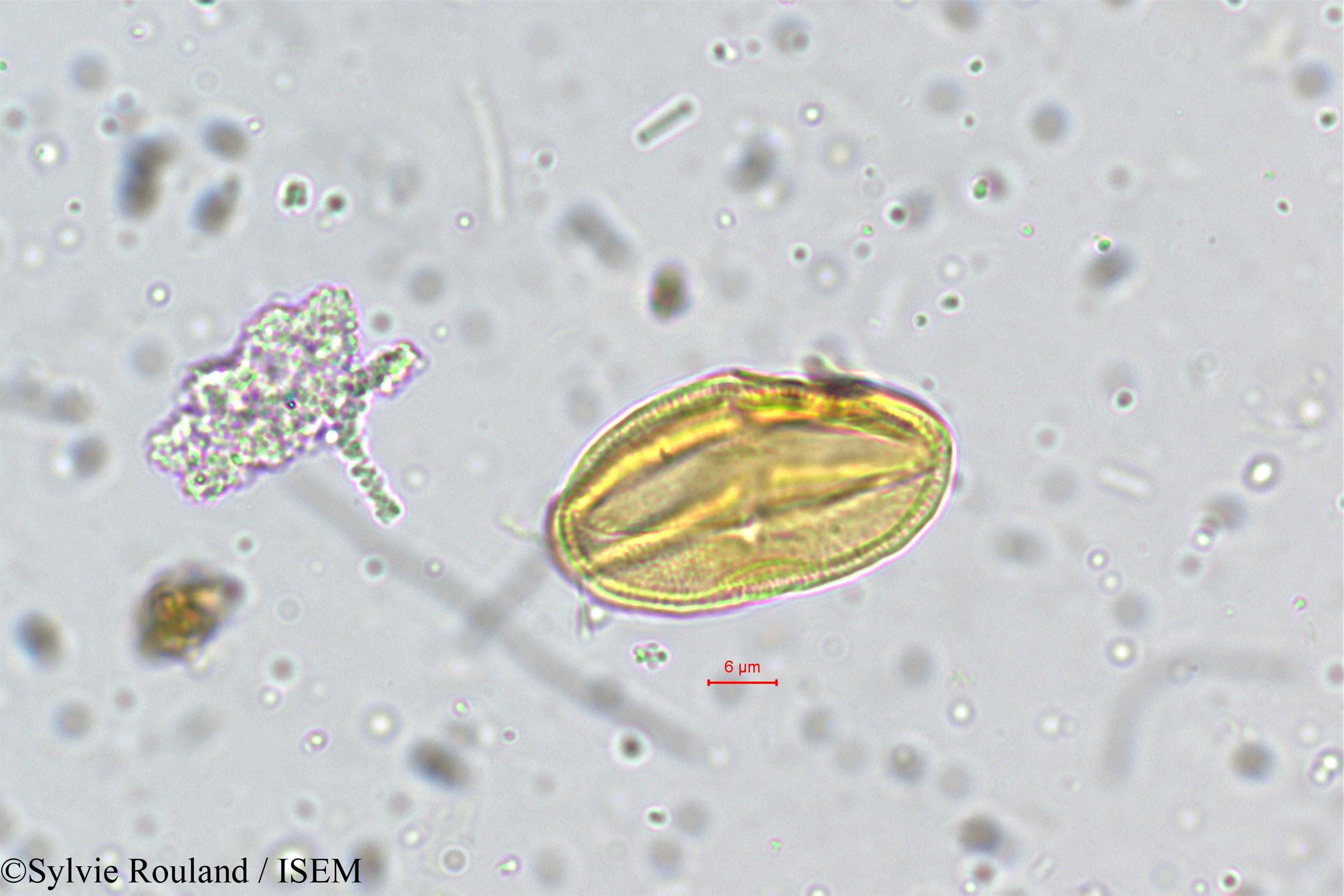Sylvie.Rouland/Centella_asiatica_5273/Centella_asiatica_5273_0001(copy).jpg