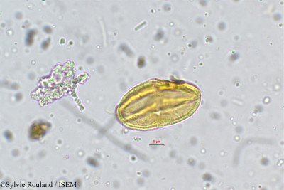 Sylvie.Rouland/Centella_asiatica_5273/Centella_asiatica_5273_0001(copy)_thumb.jpg
