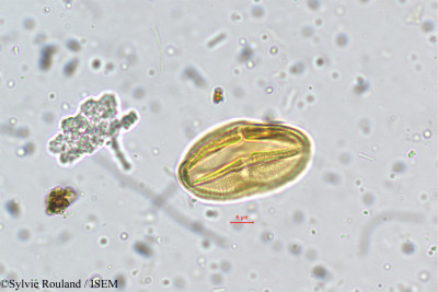 Centella asiatica - lame n° 5273