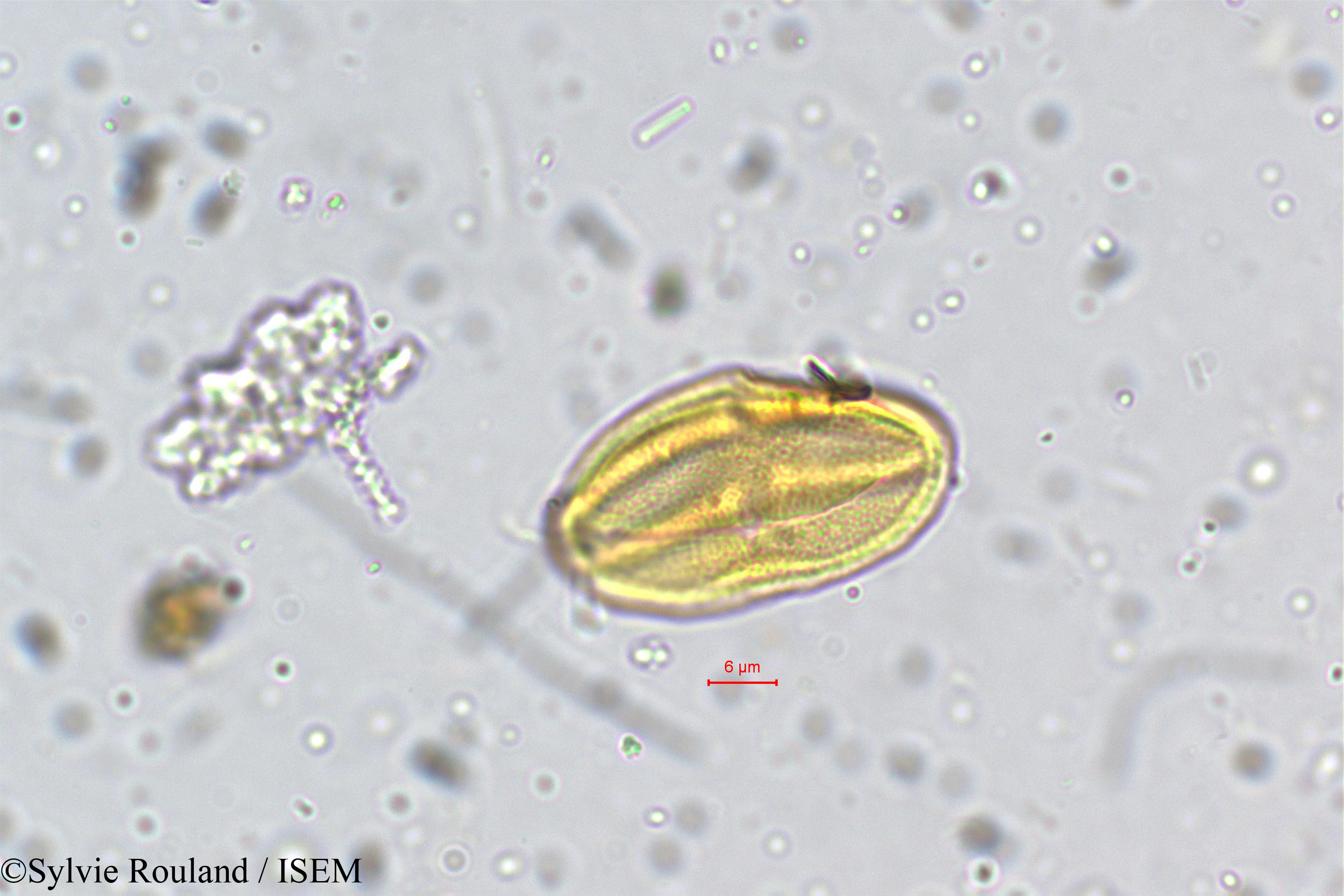 Sylvie.Rouland/Centella_asiatica_5273/Centella_asiatica_5273_0003(copy).jpg