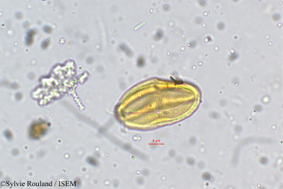 Centella asiatica - lame n° 5273