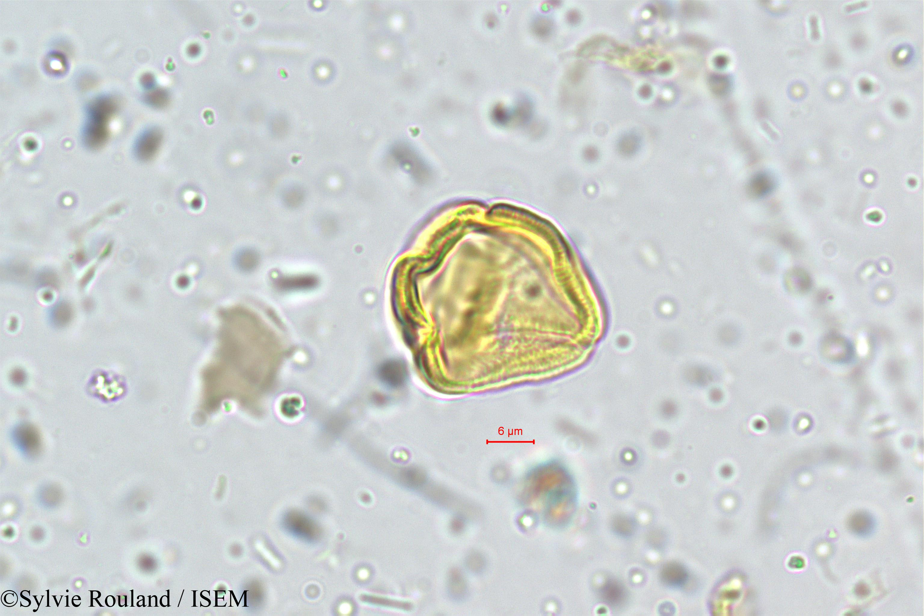 Sylvie.Rouland/Centella_asiatica_5273/Centella_asiatica_5273_0004(copy).jpg