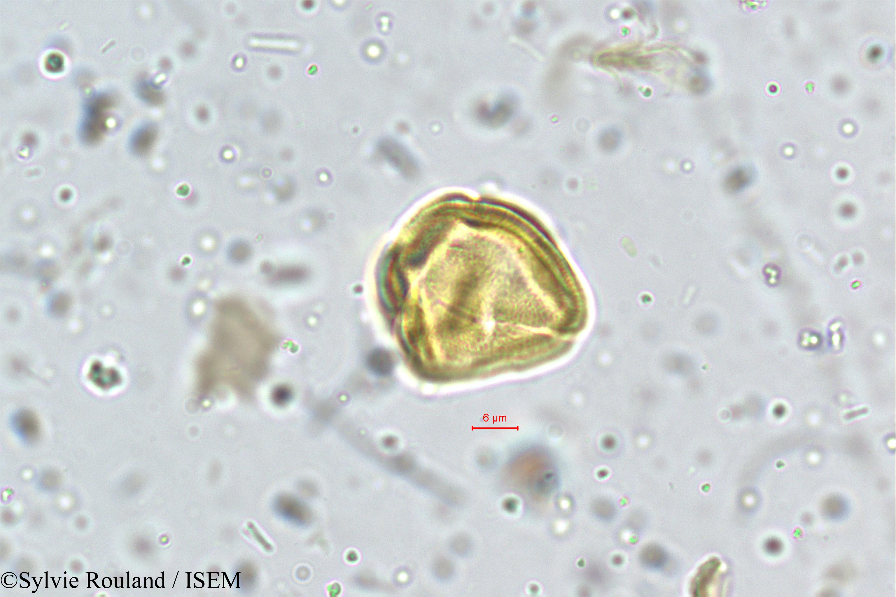 Sylvie.Rouland/Centella_asiatica_5273/Centella_asiatica_5273_0005(copy).jpg
