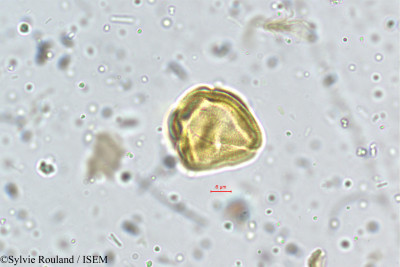 Centella asiatica - lame n° 5273