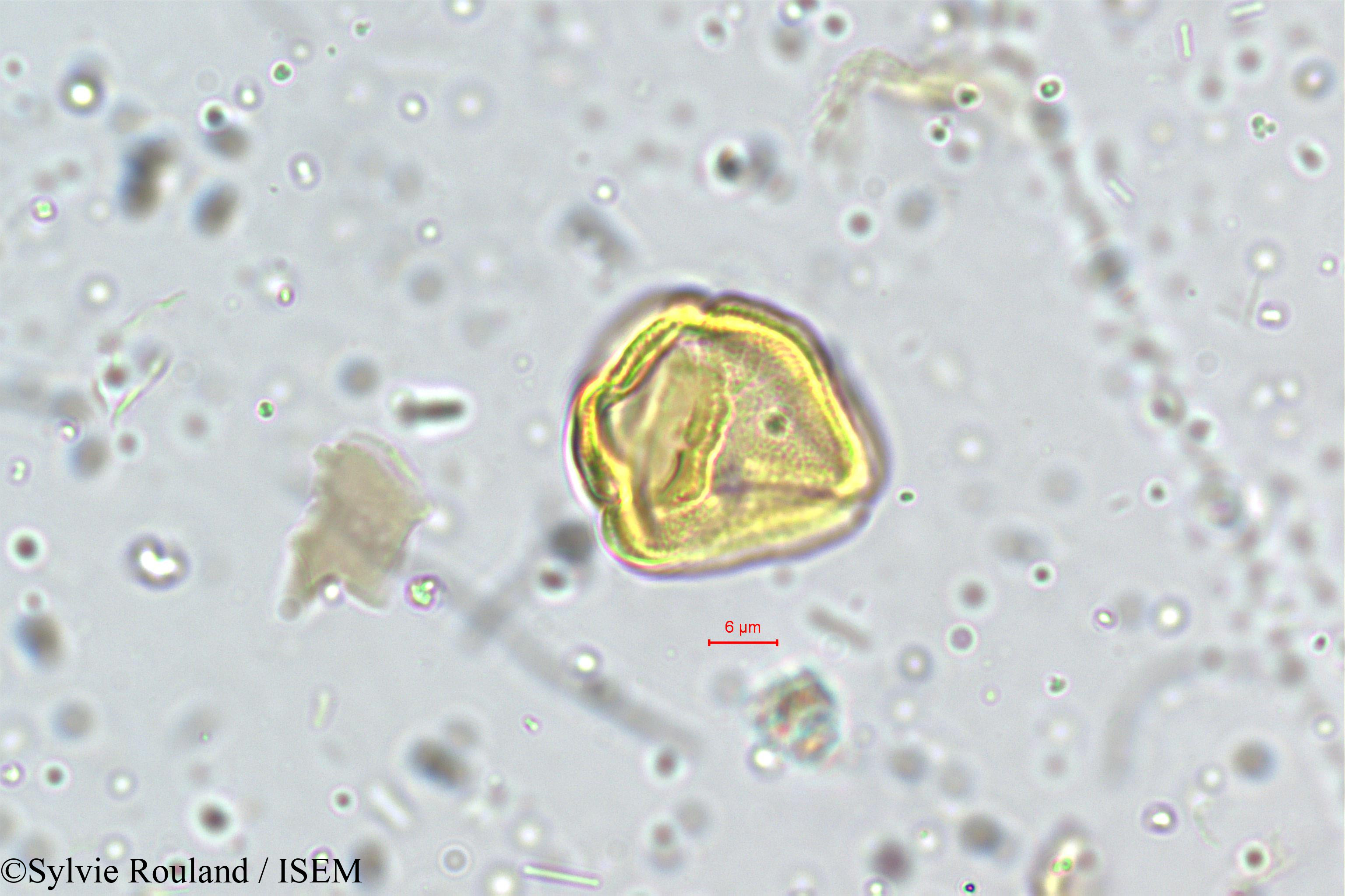 Sylvie.Rouland/Centella_asiatica_5273/Centella_asiatica_5273_0006(copy).jpg
