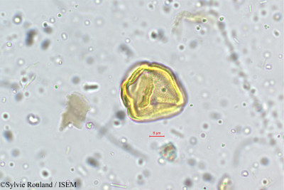 Centella asiatica - lame n° 5273