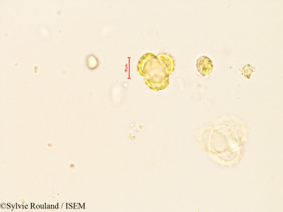 Sylvie.Rouland/Centipeda_orbicularis_4085/Centipeda_orbicularis_4085_0001(copy)_thumb.jpg