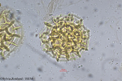 Sylvie.Rouland/Centratherum_reticulatum_5278/Centratherum_reticulatum_5278_0001(copy)_thumb.jpg