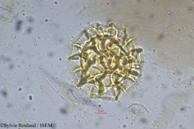 Centratherum reticulatum - lame n° 5278