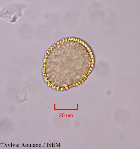 Sylvie.Rouland/Centroplacus_glaucinus_47359/Centroplacus_glaucinus_47359_0001(copy)_thumb.jpg