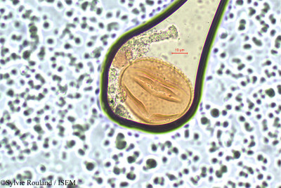 Sylvie.Rouland/Centrosema_plumieri_16/Centrosema_plumieri_16_0001(copy)_thumb.jpg