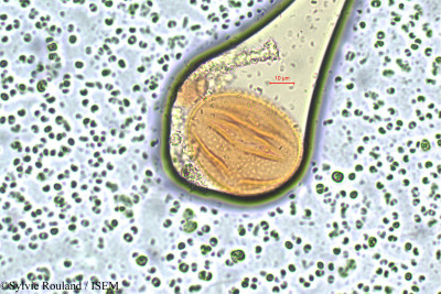 Centrosema plumieri - lame n° 16
