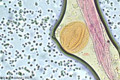 Centrosema plumieri - lame n° 16