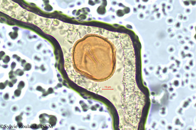 Centrosema plumieri - lame n° 16