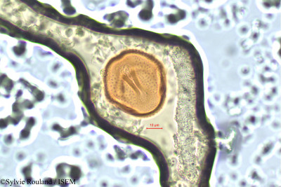 Centrosema plumieri - lame n° 16