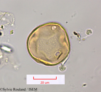 Sylvie.Rouland/Cephalostigma_ramosissimum_1470/Cephalostigma_ramosissimum_1470_0001(copy)_thumb.jpg