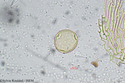 Sylvie.Rouland/Cephalostigma_schimperi_5730/Cephalostigma_schimperi_5730_0001(copy)_thumb.jpg