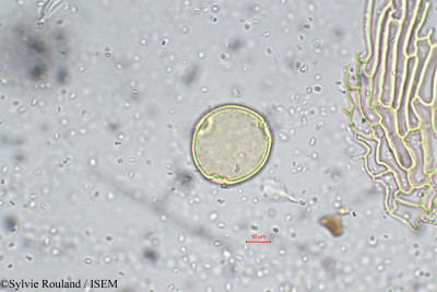Cephalostigma schimperi - lame n° 5730