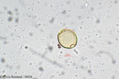 Cephalostigma schimperi - lame n° 5730