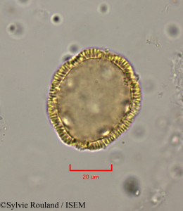 Cerastium africanum - lame n° 1953