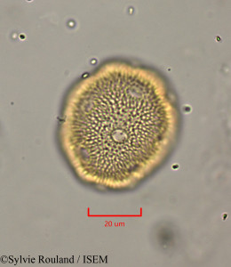 Cerastium africanum - lame n° 1953