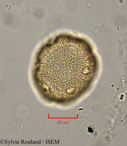 Cerastium africanum - lame n° 1953