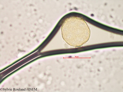 Sylvie.Rouland/Cerastium_alpinum_4107/Cerastium_alpinum_4107_0001(copy)_thumb.jpg