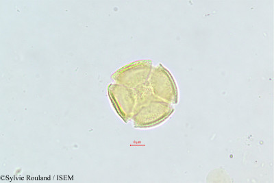 Sylvie.Rouland/Ceratonia_siliqua_471/Ceratonia_siliqua_471_0001(copy)_thumb.jpg