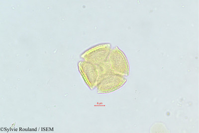 Ceratonia siliqua - lame n° 471