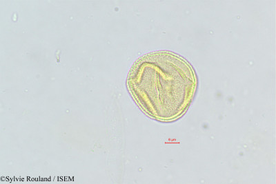 Ceratonia siliqua - lame n° 471