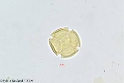 Ceratonia siliqua - lame n° 471